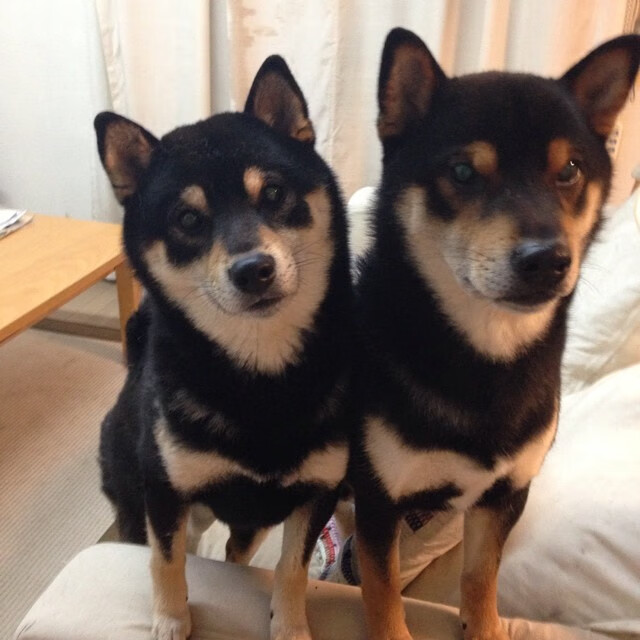 新王驾到!黄蜂爆冷掀翻篮网,拉梅洛·鲍尔化身关键先生主宰洛城之夜